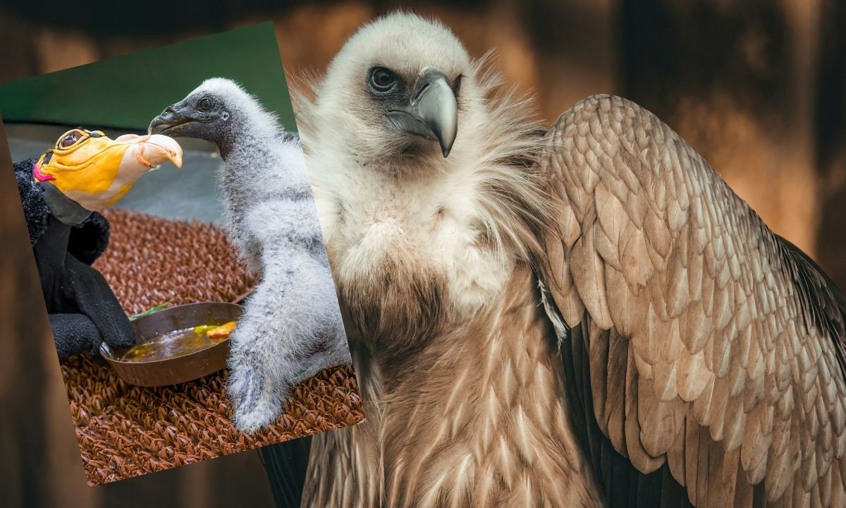 Zoo w Pradze z nietypową metodą karmienia sępów. Wykorzystuje kukiełki