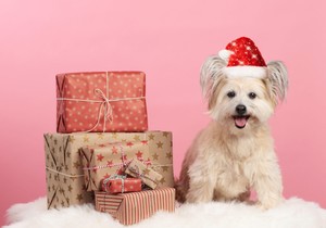 Kuce retko kad dobijaju poklone za Božić, vlasnici će biti oduševljeni