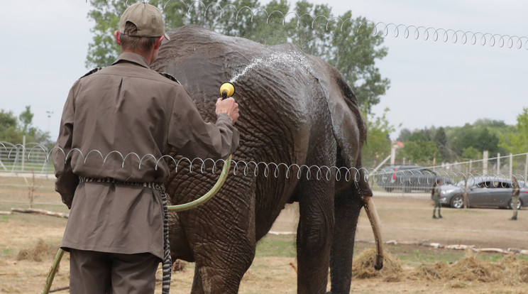 Nyomozás indult a szadai elefántok ügyében./ Fotó: RAS archívum