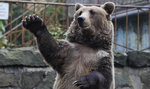 Zrobią pierwsze w Polsce pogotowie dla niedźwiedzi