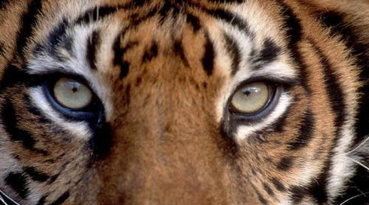 Felháborító! Tigriseket öltek a gazdagok szórakozásból