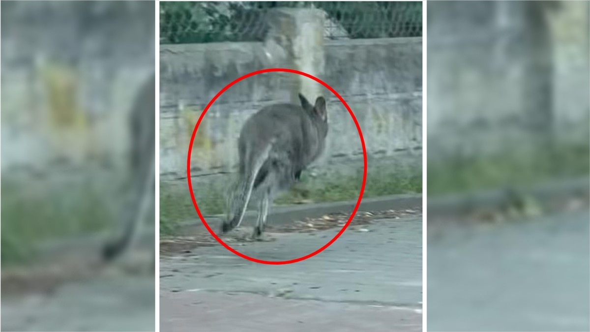 Zobaczyła go z auta i natychmiast chwyciła za telefon. Takiego gościa Warszawa nie miała