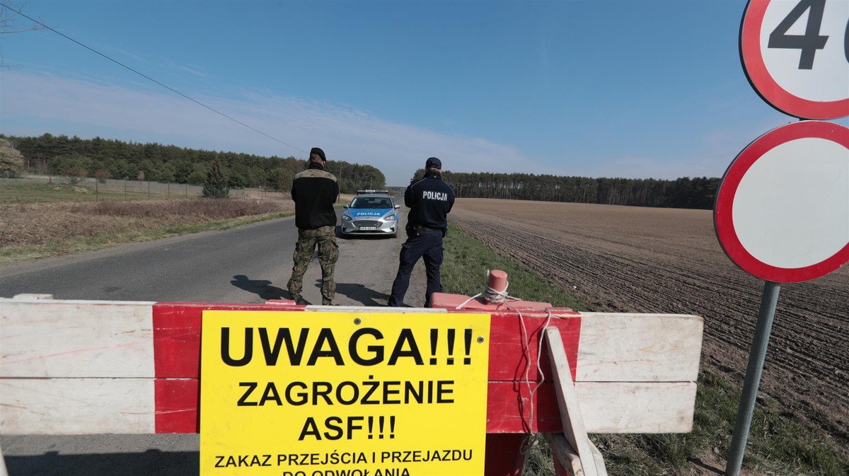 Alarm w Polsce. Wykryto gigantyczne ognisko zarazy we wsi w Zachodniopomorskiem