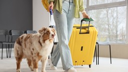 Koniec z lotami dużych psów w luku bagażowym? Nowa usługa na horyzoncie