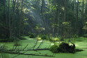 Podlaskie:Puszcza Białowieska – UNESCO / Białowieski Park Narodowy