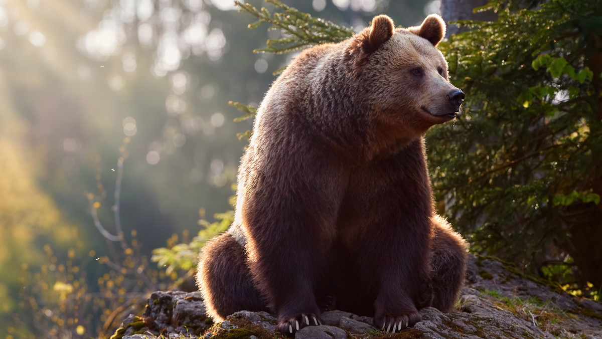 Zabiją  niedźwiedzie z Soliny? Wójt chce radykalnego rozwiązania