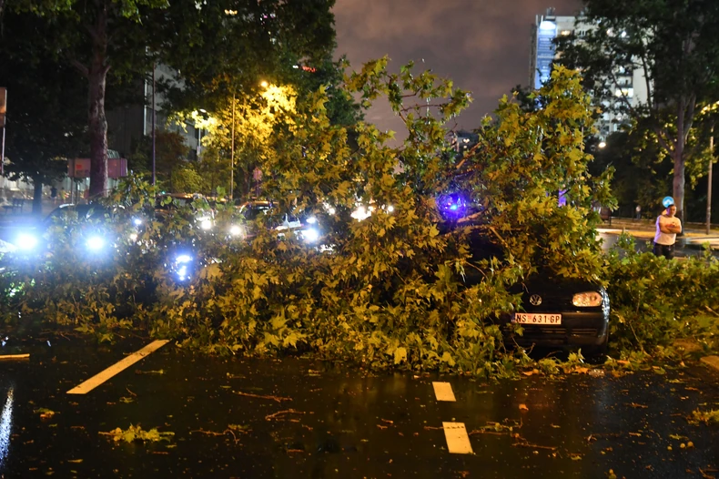 "Što pre ukloniti oborena stabla"