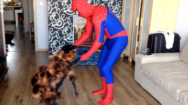 Pies-pająk znów atakuje! Nowe wideo w sieci