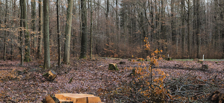 Niemcy wycinają bajkowy las braci Grimm. Zamiast drzew powstaną wiatraki