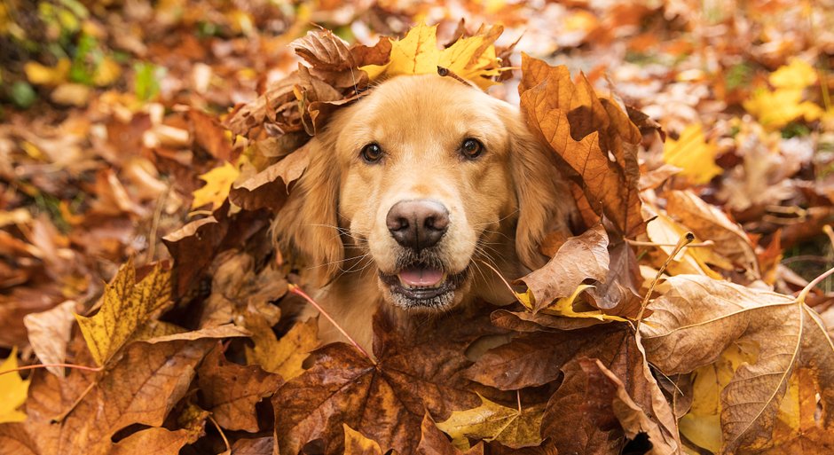 Golden retriever