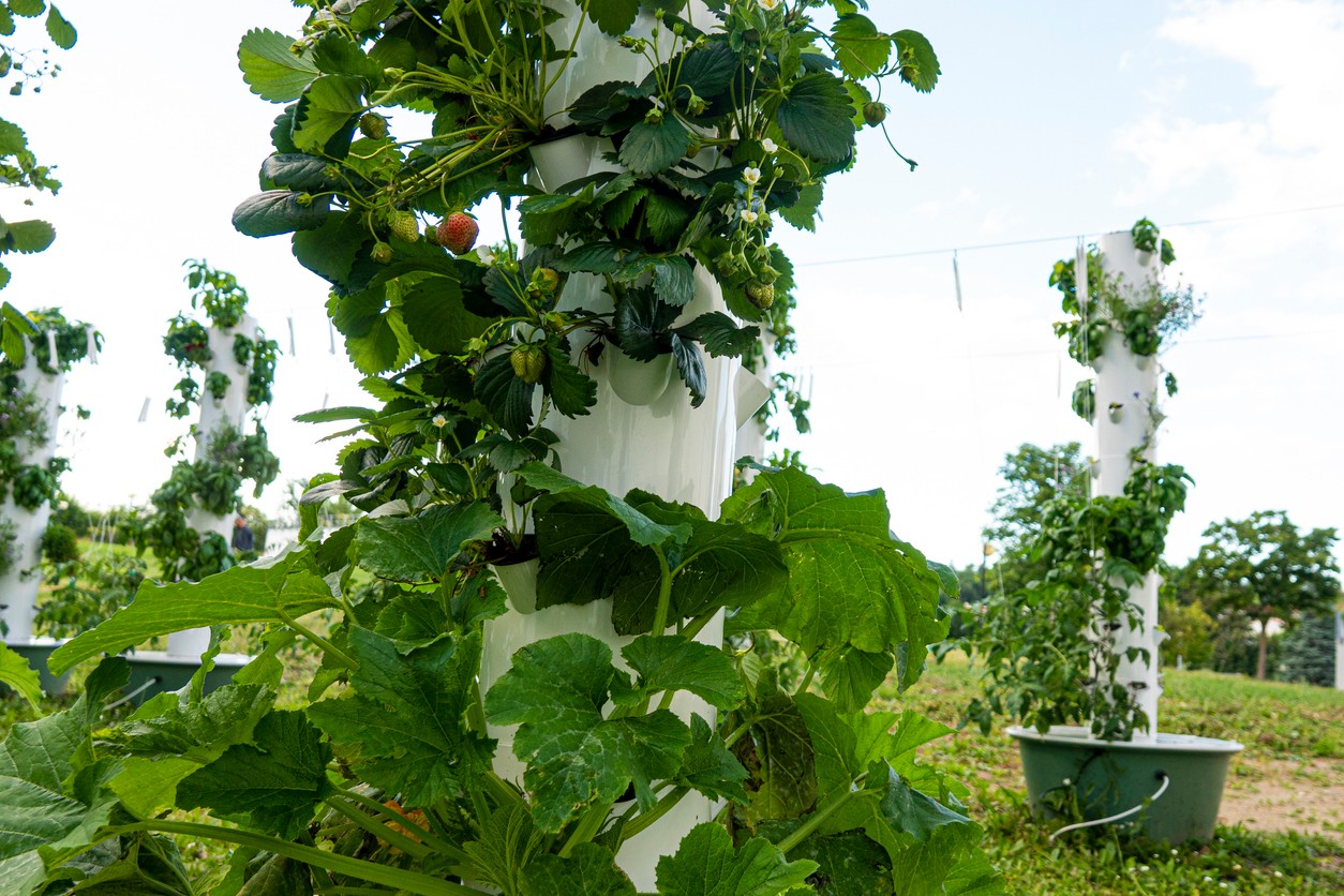 Vertikálna „veža“ na jahody dokáže na malej ploche vytvoriť bohatú úrodu – ideálne riešenie pre moderné záhrady aj balkóny.