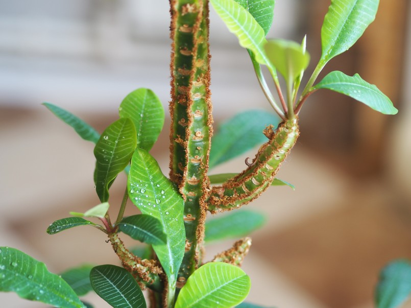 Euphorbia,White-veined,,In,Latin,Euphorbia,Leuconeura,,Monkey,Palm.,Homeland,Of