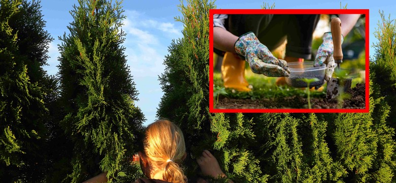 Masz tuje w ogrodzie? Nie zapomnij o tym przed zimą! Ten zabieg jest kluczowy