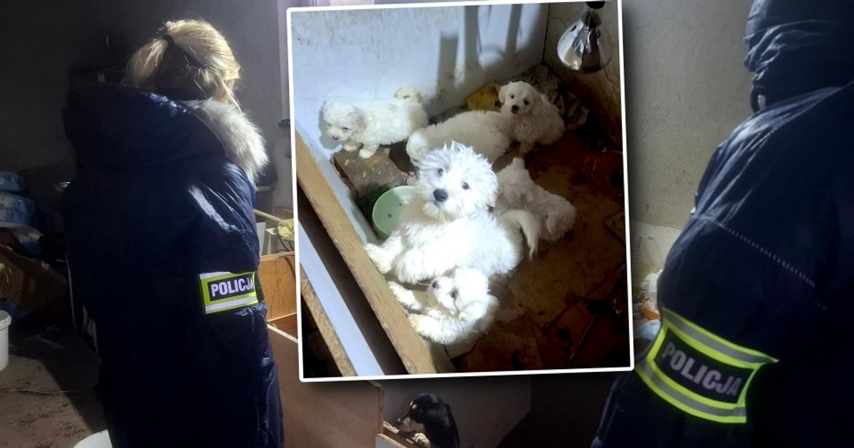 Nielegalna hodowla w Piątku – 44 psy i 3 koty w fatalnych warunkach