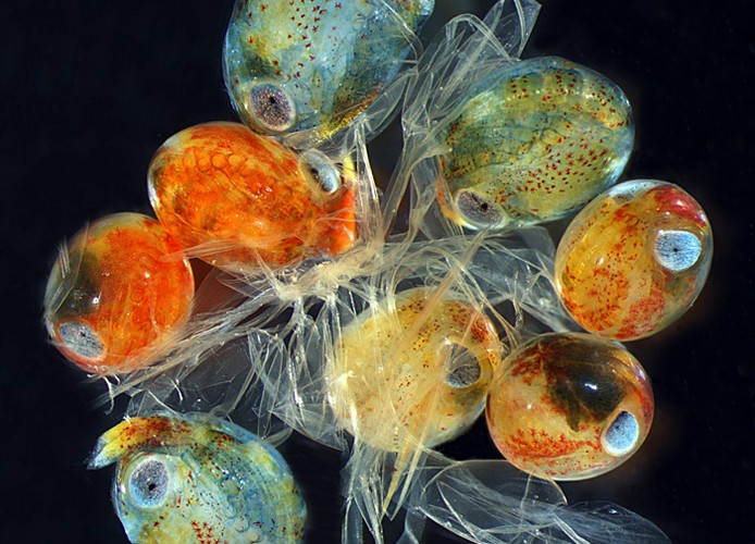 Jaja kraba, wyróżnienie