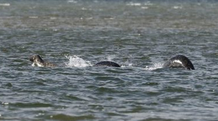 A fotós maga is elkezdett picit hinni Nessie létezésében /Fotó: Northfoto