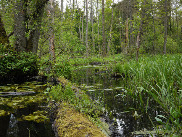 Białowieski Park Narodowy, został wpisany na światową listę dziedzictwa naturalnego w 1992 roku, jako przykład najlepiej zachowanej puszczy w naszej części Europy. Fot.flickr/Frank.Vassen