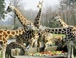 GERMANY-ANIMALS-GIRAFFES