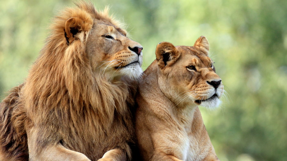 Cztery lwy zakażone koronawirusem w hiszpańskim zoo