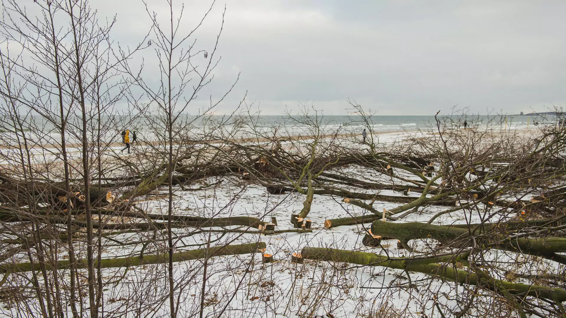 Nielegalnie wycięto 55 drzew na gdańskiej plaży. Zasłaniały widok na morze
