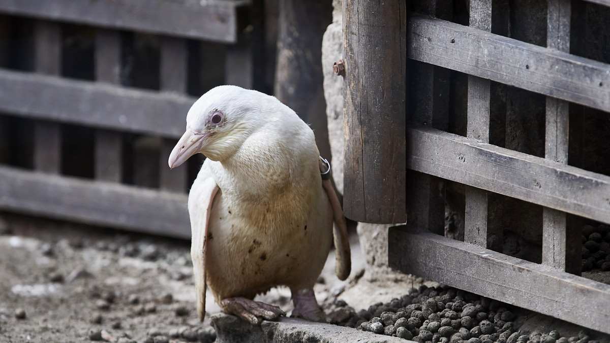 Pingwin toniec albinos w gdańskim zoo