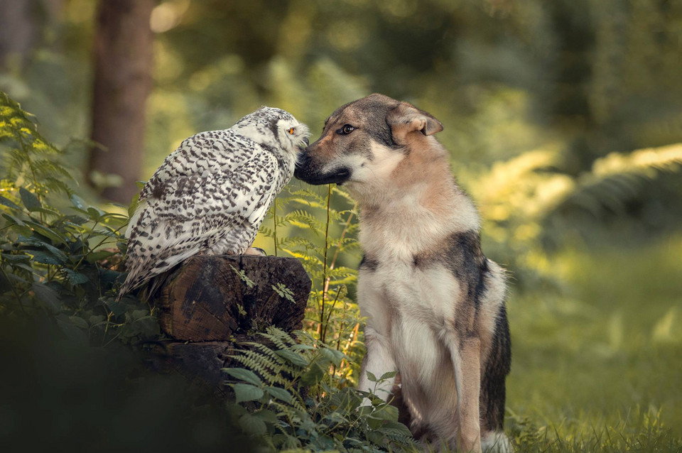 Niezwykła przyjaźń psa i sowy