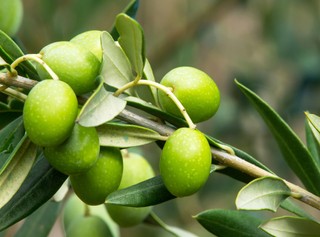 Pudełko na deser [EUREKA DGP]