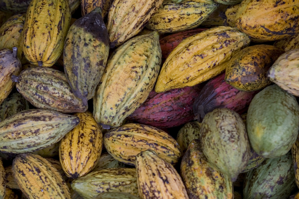 Świeżo zebrane owoce kakaowca