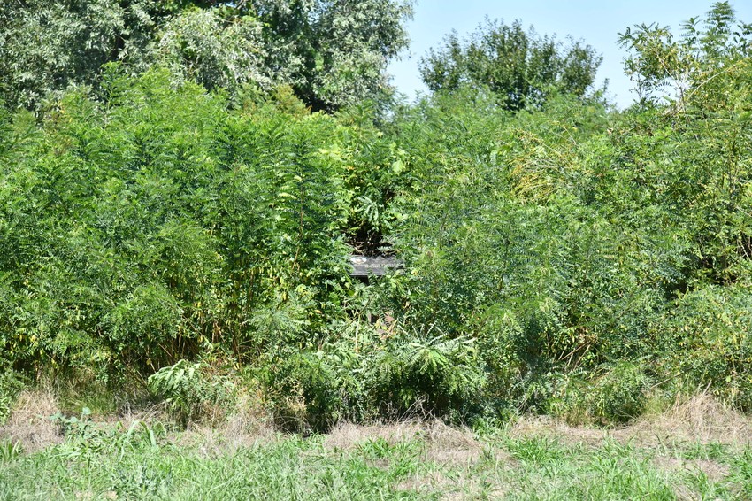 Jelena Marjanović  zarasla spomen ploča