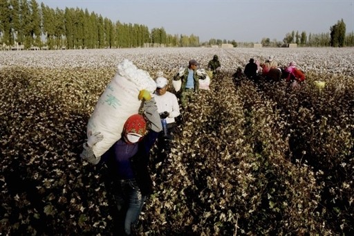 COTTON ECONOMY AGRICULTURE