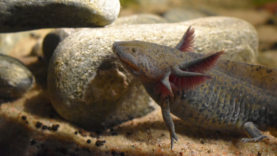 Ambystoma meksykańska występuje w naturalnym środowisku w południowej części jeziora Xochimilco w Meksyku