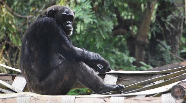 Üldögélő, békés csimpánz