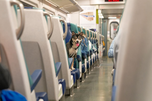 Zaskakująca zmiana w Intercity. W tych pociągach zniknie obowiązkowa rezerwacja