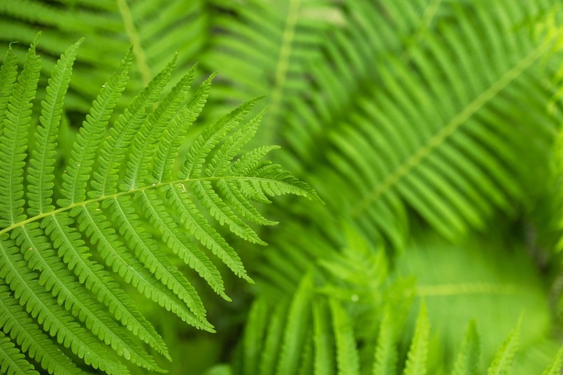 Paproć paprotka zwyczajna quiz z biologii biologia Beautiful,Fern,Leaf,Texture,In,Nature.,Natural,Ferns,Blurred,Background.