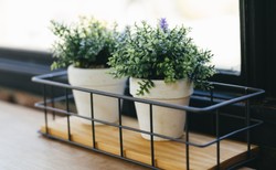 Rośliny domowe, które oczyszczają powietrze. Jakie wybierać?