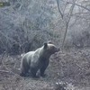 medved na ručku na Tari