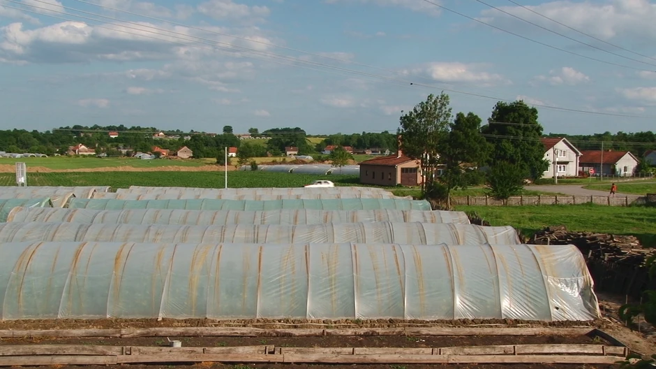 Stojićević na hektaru pod plastenicima godišnje proizvede 60 tona paradajza i 20 tona krastavaca