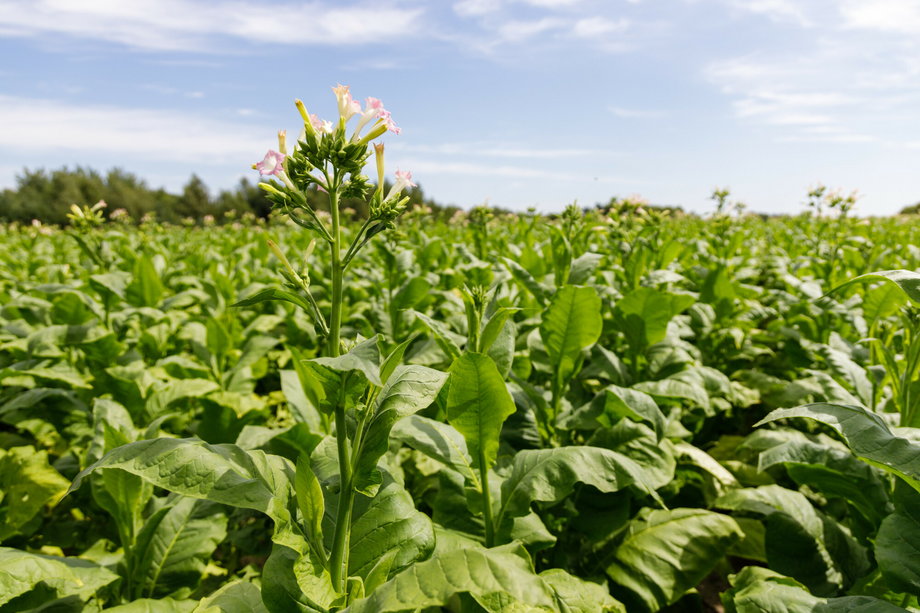 Uprawa tytoniu to obecnie istotna część polskiego rolnictwa.