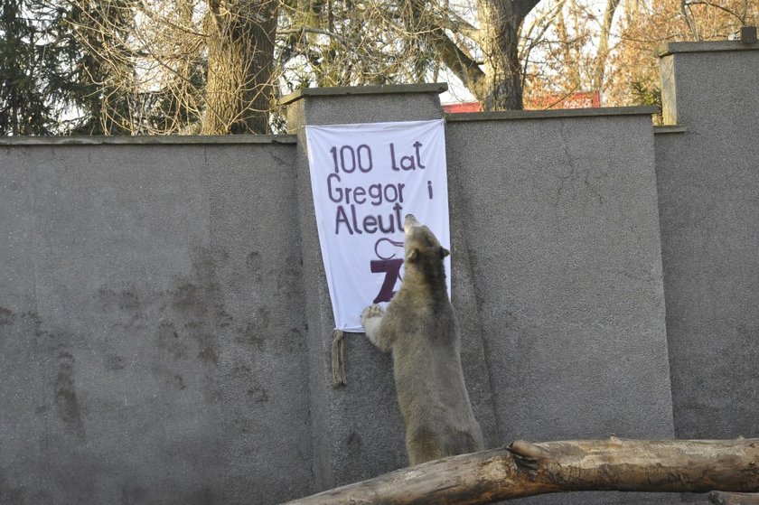 Niedźwiedzie polarne z warszawskiego zoo obchodziły 4 urodziny