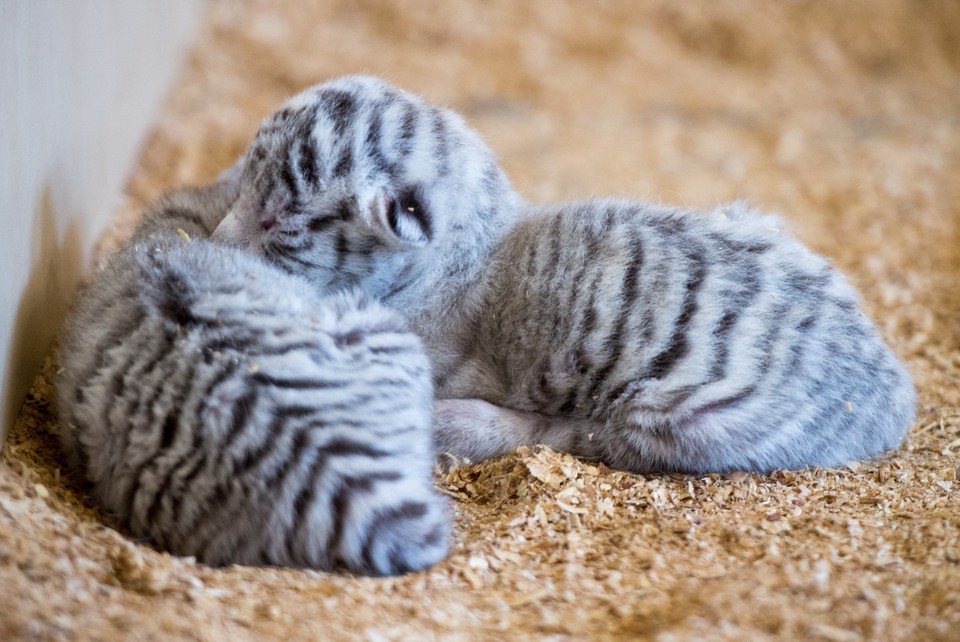 Czworaczki białego tygrysa przyszły na świat w ZOO w Borysewie