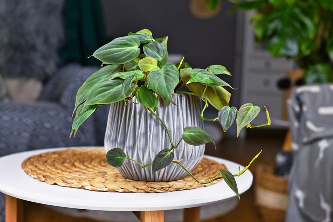 Filadendron sa srcolikim listovima
