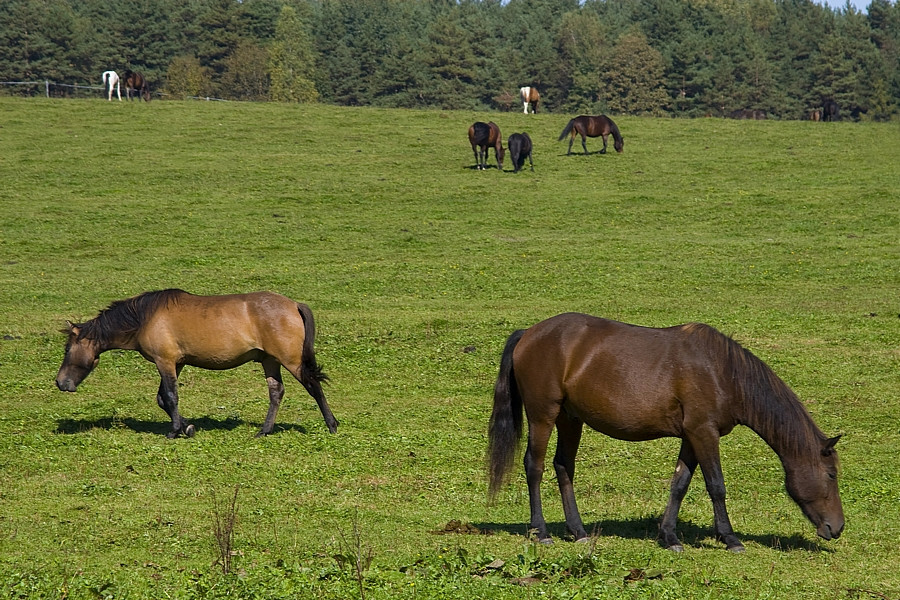 Beskid Niski - góry bez turystów