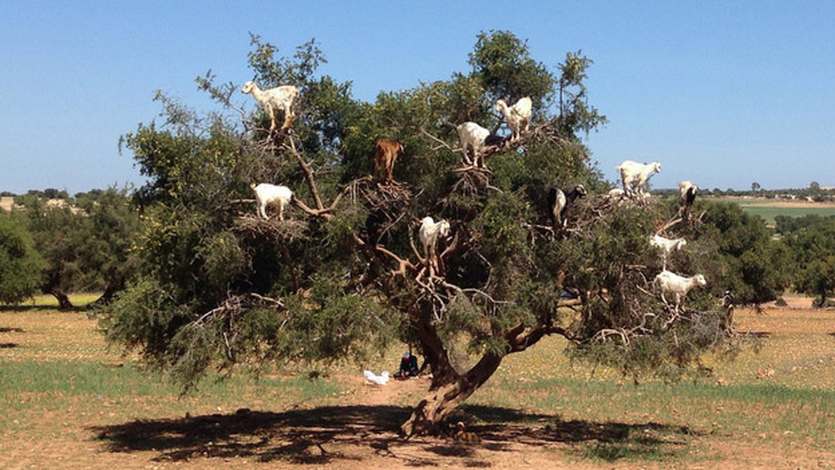 Marokańskie kozy mają słabość do drzew arganowych. By dostać się do liści i owoców, potrafią wejść na najwyższe gałęzie. Później z pestek zmiękczonych przez kozy wytwarza się olej arganowy, który jest eliksirem zdrowia i urody.