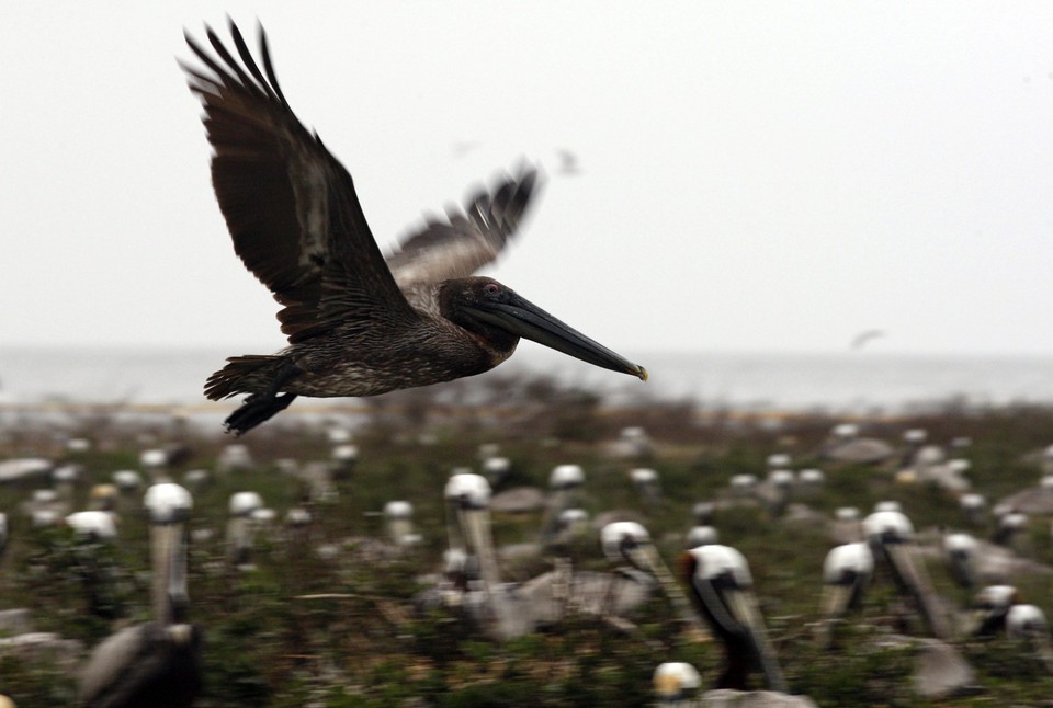 USA GULF OIL SPILL