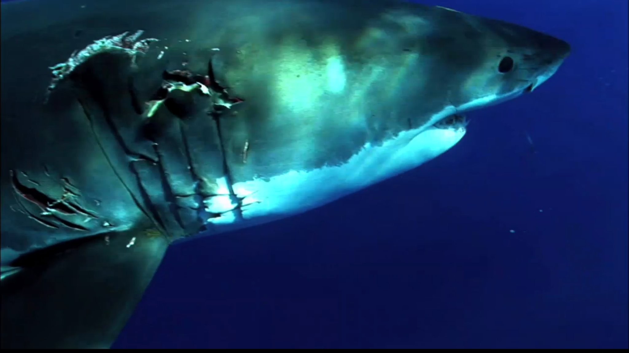 Scientists just mapped the great white shark's genome, revealing clues