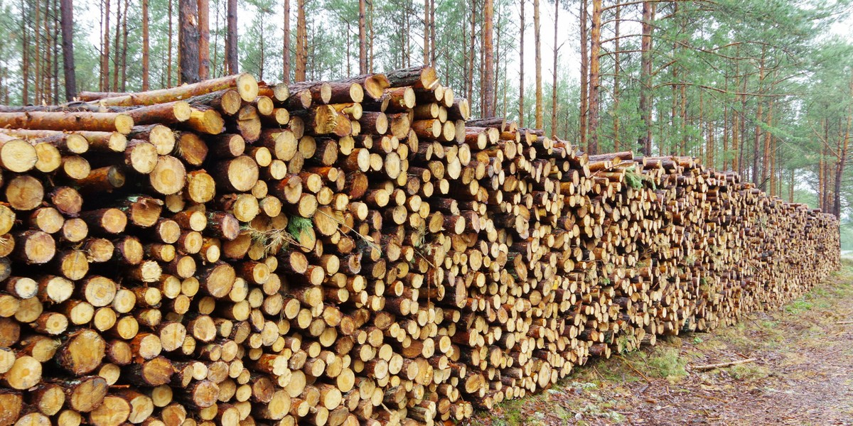 Złodzieje kradną drewno z przygotowanych stosów, ale często sami ścinają pojedyncze drzewa.