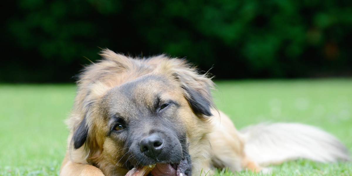 The FDA is warning dog owners not to buy bone treats after 15 dogs reportedly died