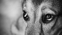 Szörnyű állatkínzás a Balatonnál: belenőtt a lánc a szerencsétlen kutya nyakába