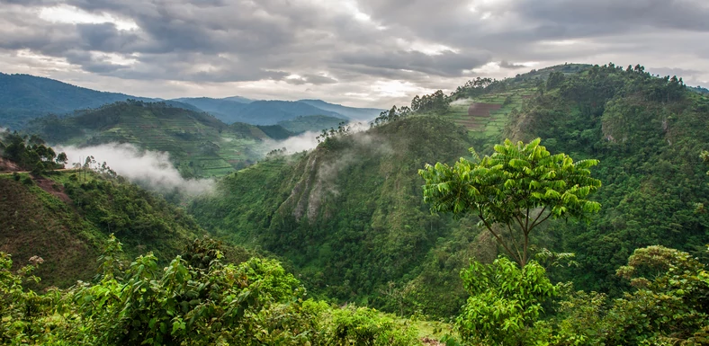 Park Narodowy Bwindi na granicy Ugandy, Kongo i Rwandy