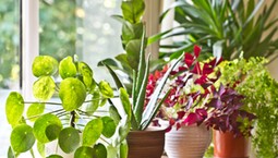 Kwiat pieniążek - jak kwitnie (zdjęcie)? Jak go pielęgnować i rozmnażać? Czego nie lubi kwiat pieniążek?